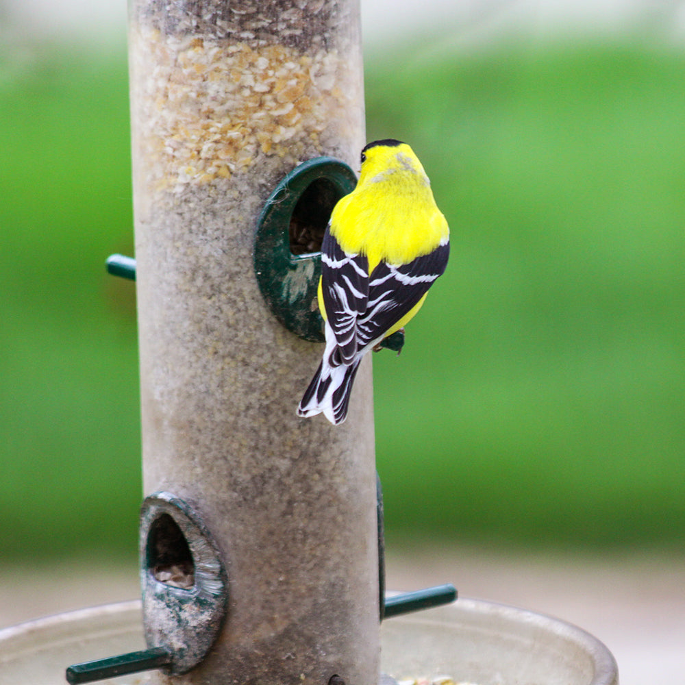 Bird Feeders Bird House on the Greenway