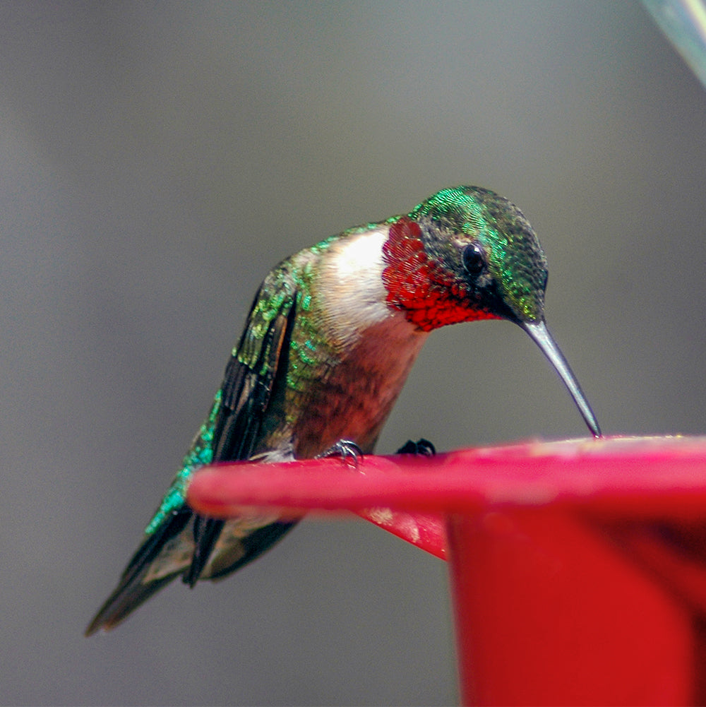 Hummingbirds | Birdhouse on the Greenway – Bird House on the Greenway