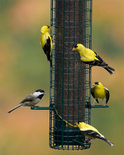 Load image into Gallery viewer, Squirrel Buster Finch