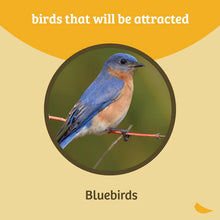 Load image into Gallery viewer, Bluebird Feeder Single Cup for Mealworms and Dried Fruit