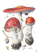 Load image into Gallery viewer, Mushrooms: Alexander Viazmensky Boxed Notecard Assortment