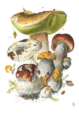 Load image into Gallery viewer, Mushrooms: Alexander Viazmensky Boxed Notecard Assortment