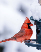 Load image into Gallery viewer, Squirrel Buster Plus