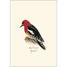 Load image into Gallery viewer, Peterson Western Woodpecker Notecards
