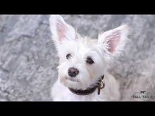 Load image into Gallery viewer, Tall Tails Nessie Squeak-Crinkle 13"