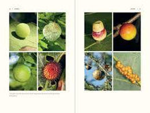 Load image into Gallery viewer, The Nature of Oaks - Douglas Tallamy