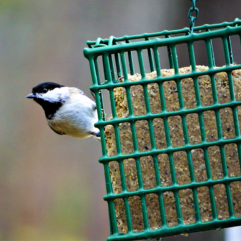 Suet Bird House on the Greenway