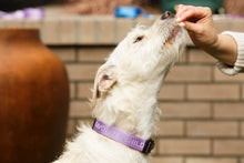Load image into Gallery viewer, Favorite Child Dog Collar Medium Lavender
