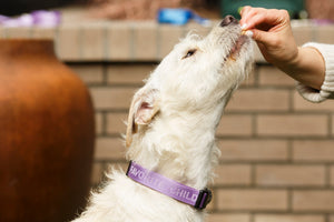 Favorite Child Dog Collar Medium Lavender