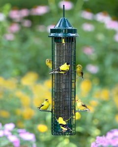 Squirrel Buster, Finch-2