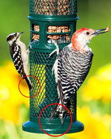 Squirrel Buster Nut Feeder