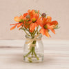 Orange Cosmos Vase