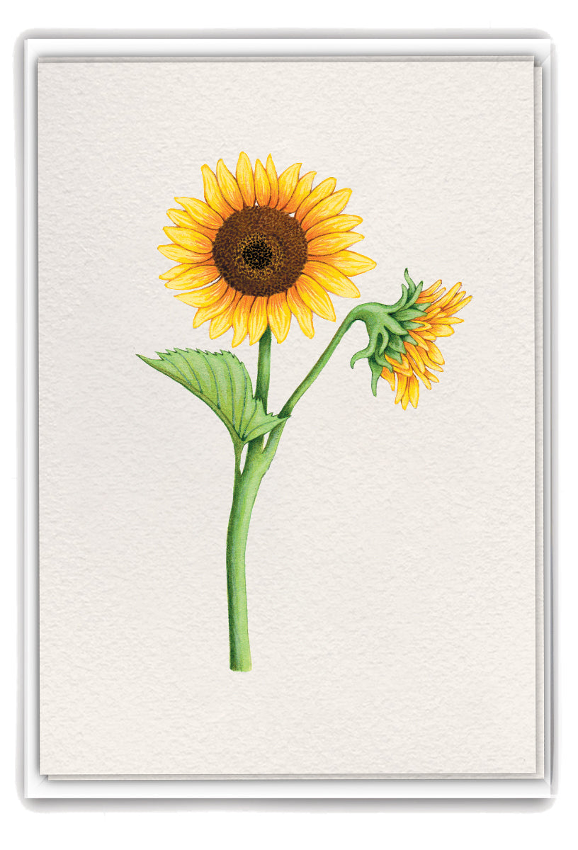 Sunflower Boxed Notes - 12 Count