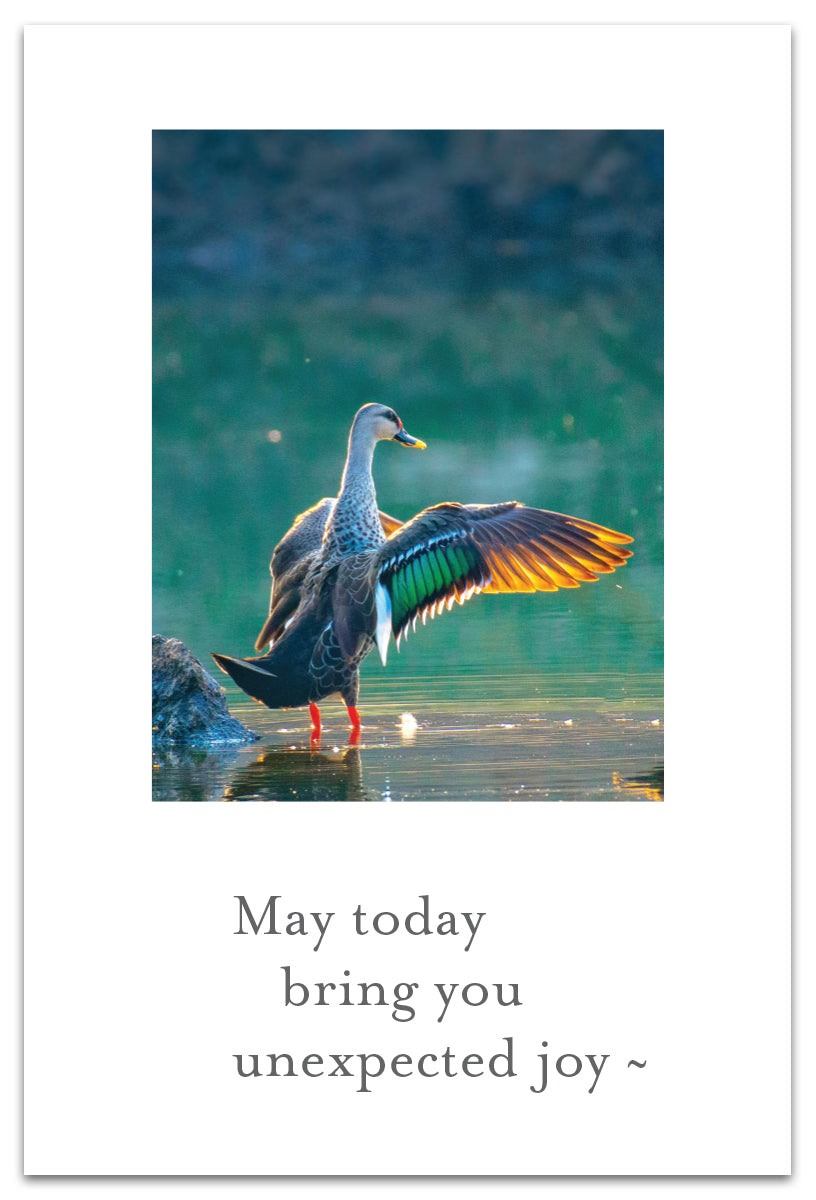 Wading Duck Birthday Card