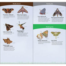 Load image into Gallery viewer, Butterflies of the South &amp; Southeast
