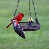 Hanging Tray Feeder Mesh