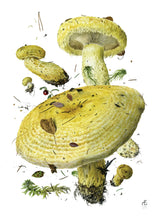 Load image into Gallery viewer, Mushrooms: Alexander Viazmensky Boxed Notecard Assortment
