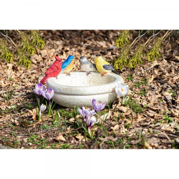 Backyard Birds Bath/Feeder