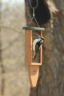 Double Recycled Suet Feeder with Tail Prop