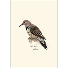 Load image into Gallery viewer, Peterson Western Woodpecker Notecards
