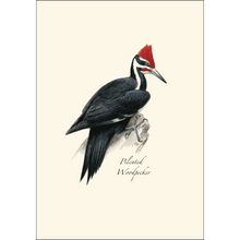 Load image into Gallery viewer, Peterson Western Woodpecker Notecards

