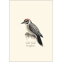 Load image into Gallery viewer, Peterson Western Woodpecker Notecards
