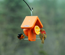 Load image into Gallery viewer, Recycled Orange Oriole Fruit Feeder (Single)

