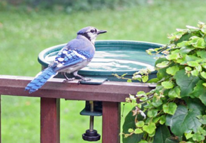 Bird Bath - Deck Clamp