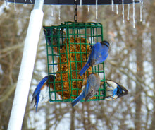 Load image into Gallery viewer, Suet &amp; Seed Cake Hanging Feeder
