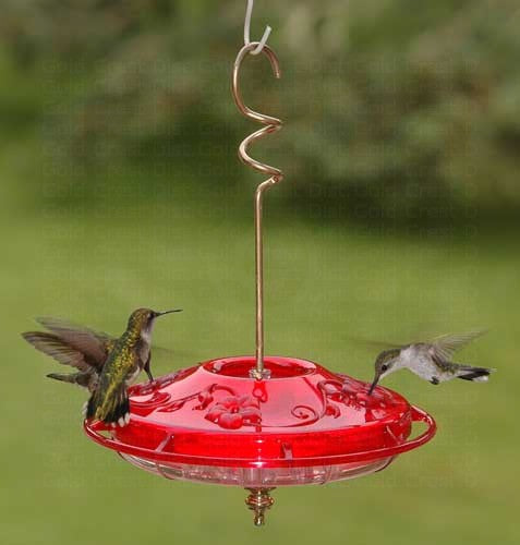 Hummingbirds | Birdhouse on the Greenway – Bird House on the Greenway