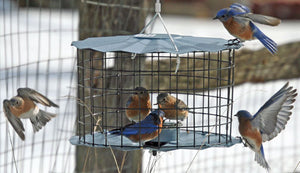 Bluebird Caged Mealworm Feeder - Copper